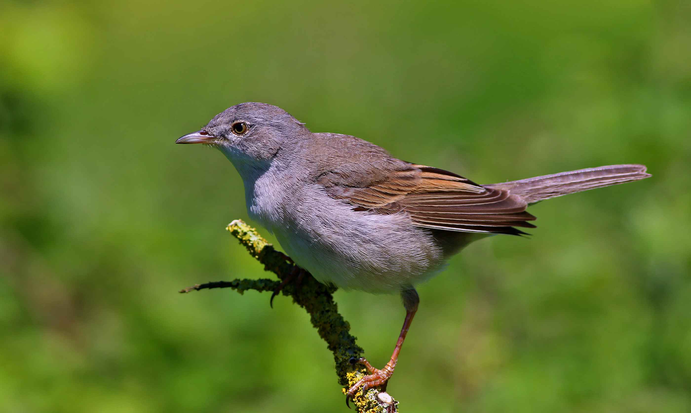 Greater Whitethroat